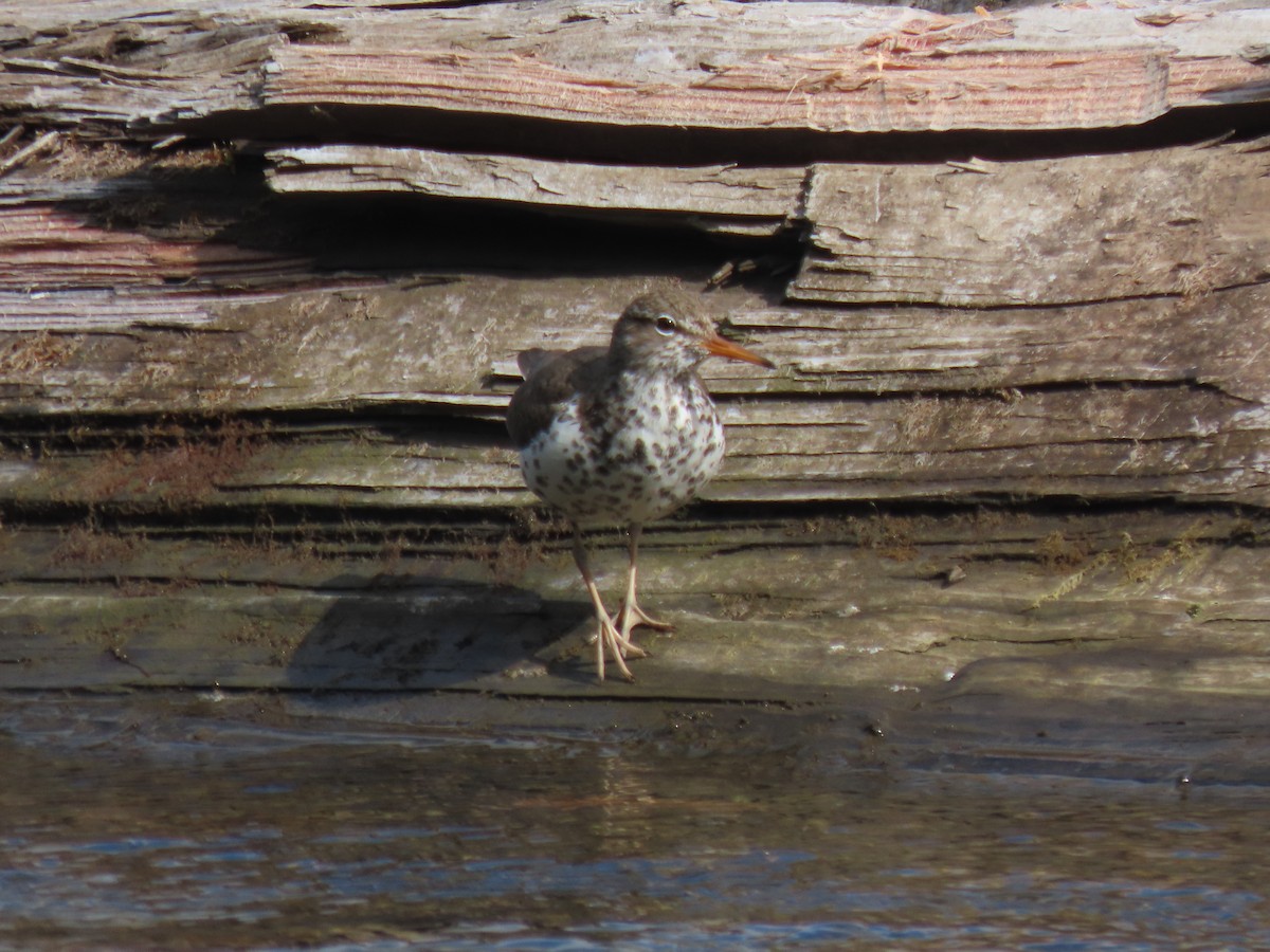 Spotted Sandpiper - Anne Tucker