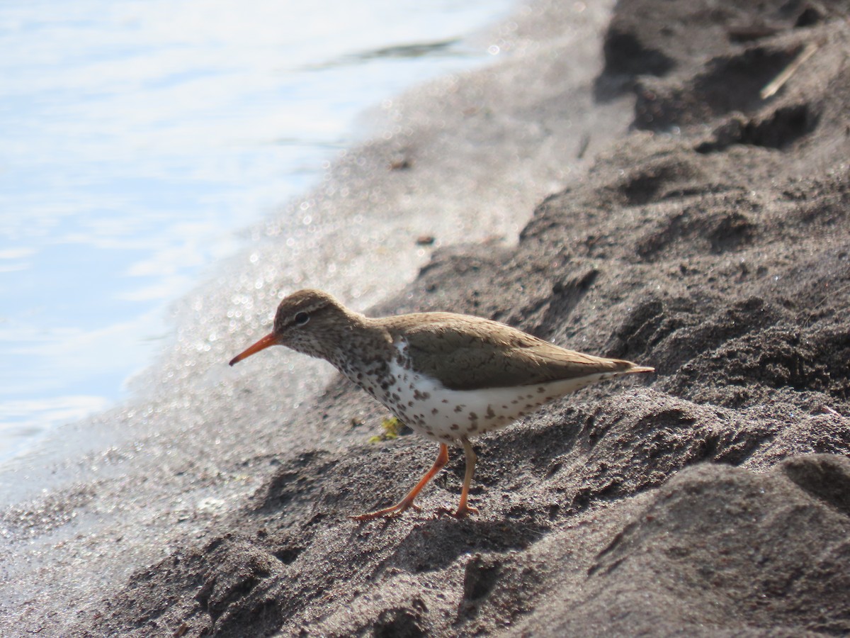 Spotted Sandpiper - Anne Tucker