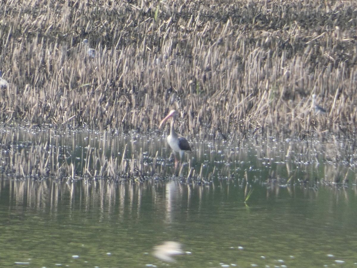 White Ibis - Al Guarente