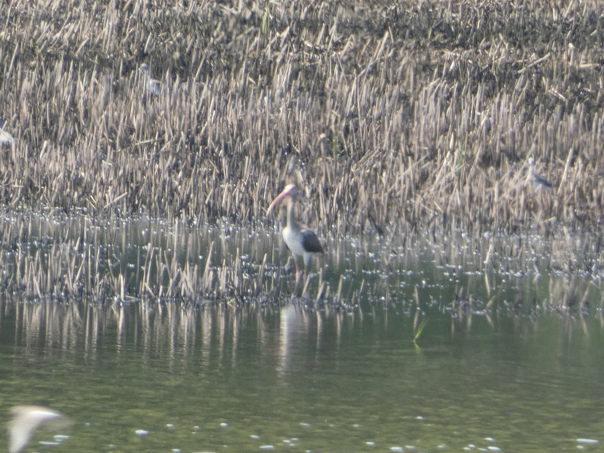 White Ibis - Al Guarente