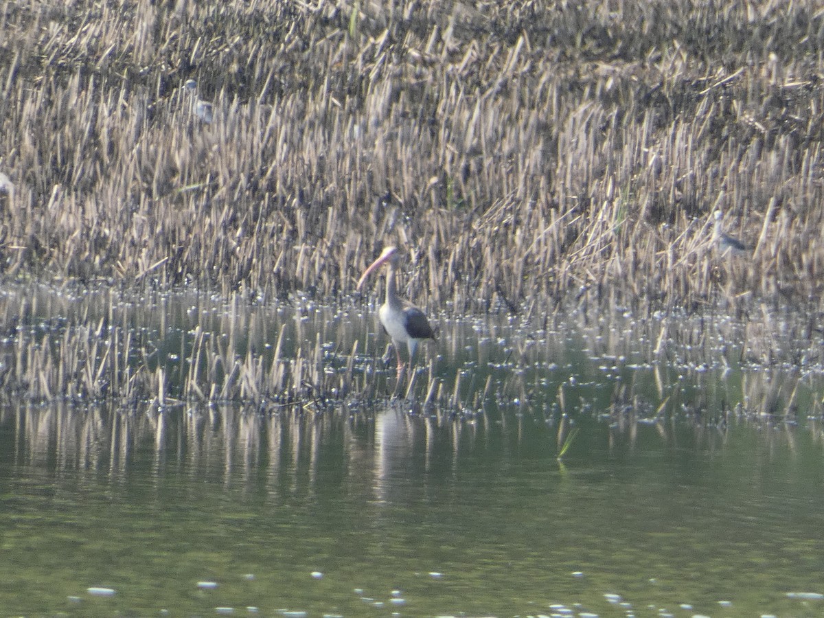 White Ibis - Al Guarente