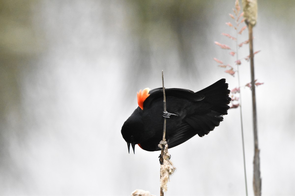 Red-winged Blackbird - Mike Marble