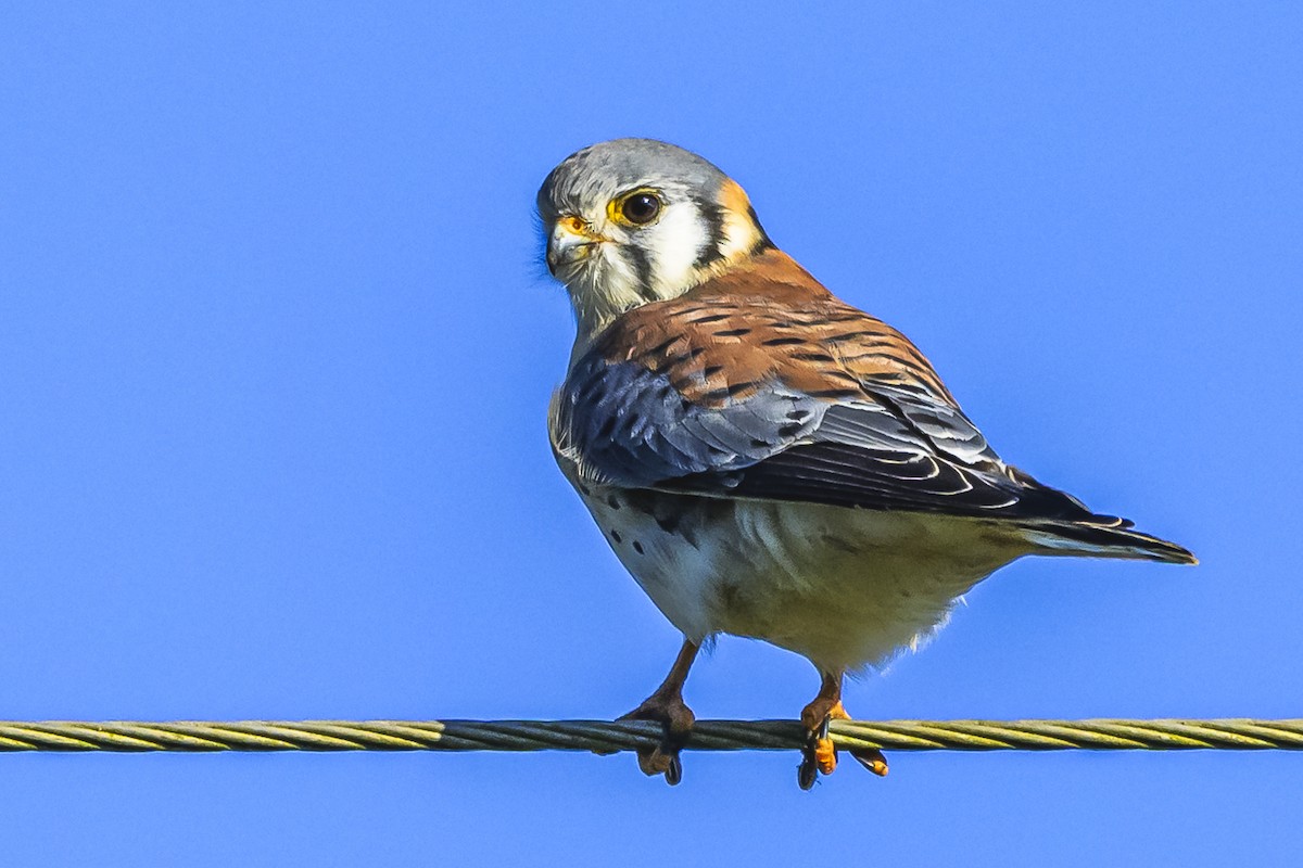 American Kestrel - Amed Hernández