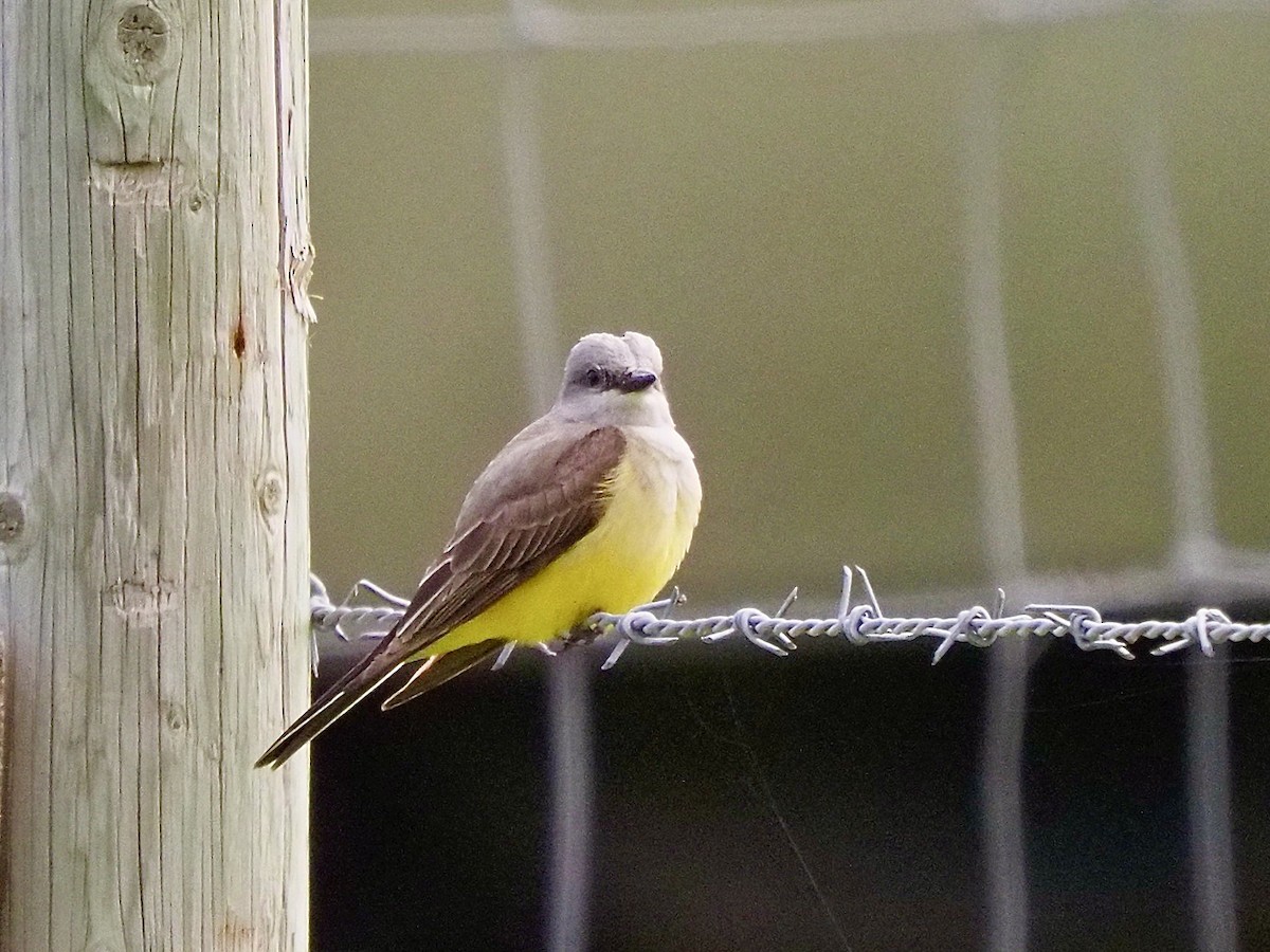 Western Kingbird - Kathy Green