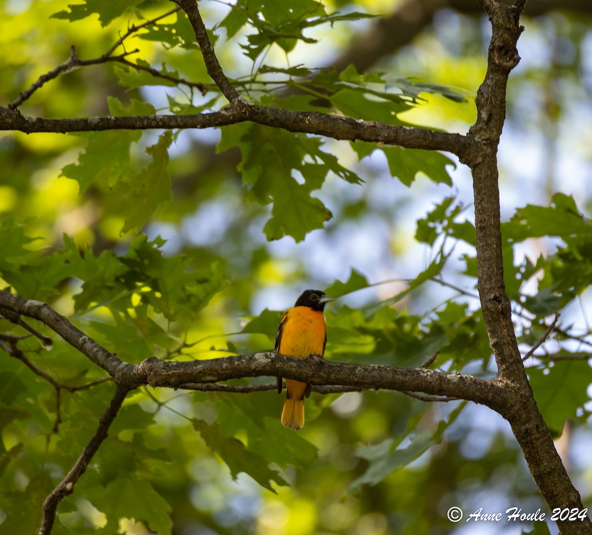 Baltimore Oriole - Anne Houle