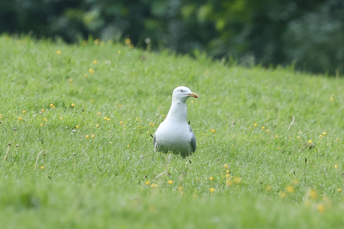 Herring Gull - Tyler Atkinson