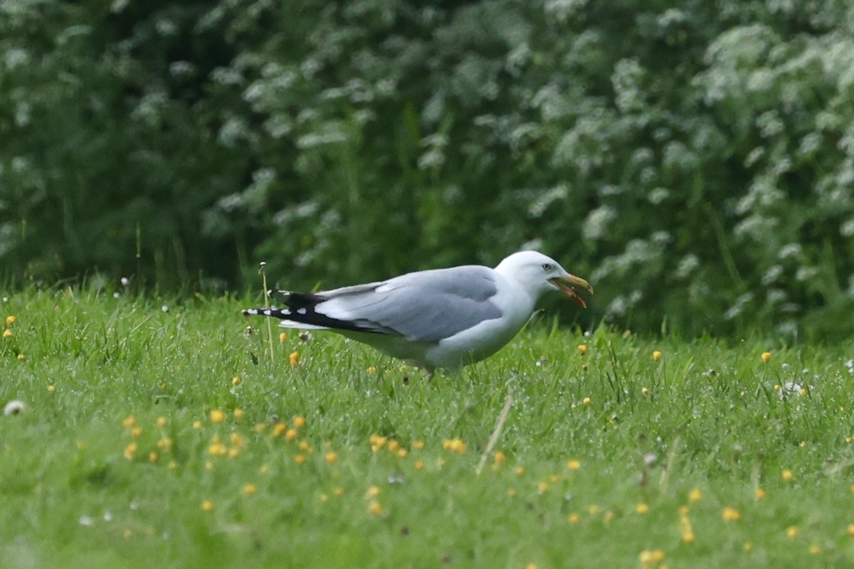 Herring Gull - Tyler Atkinson