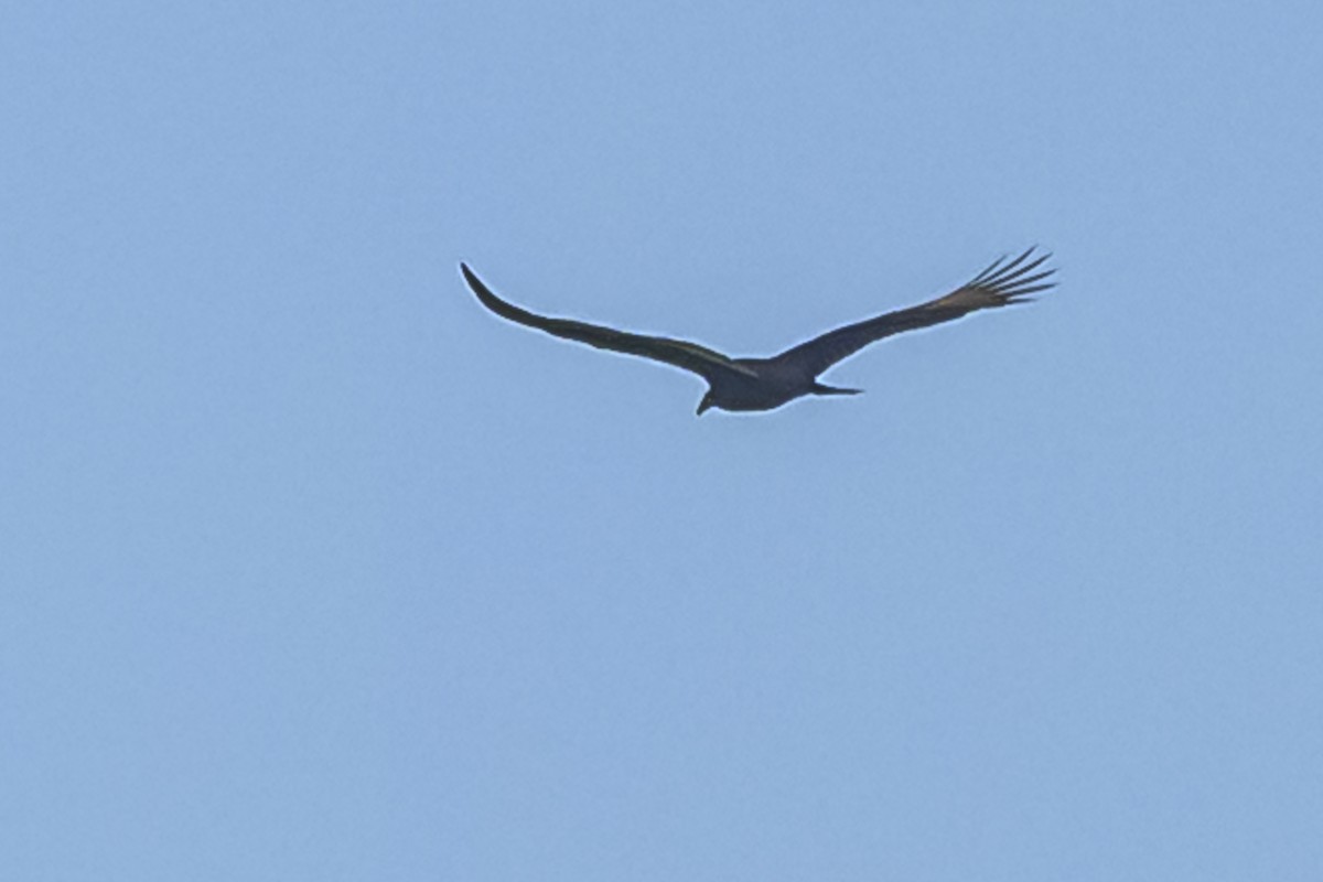 Turkey Vulture - Amed Hernández