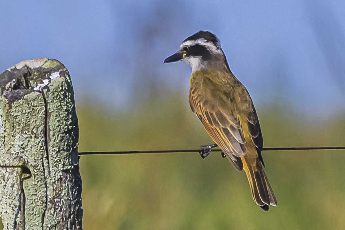 Great Kiskadee - Amed Hernández