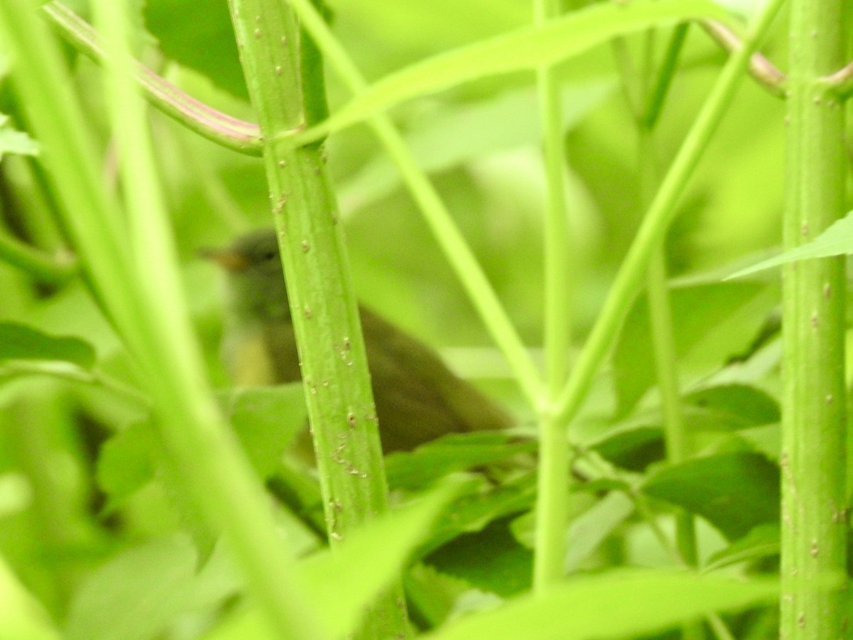 Connecticut Warbler - Natalie Rekittke