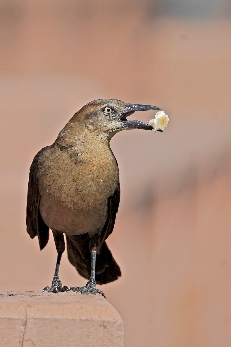 Great-tailed Grackle - ML619498969