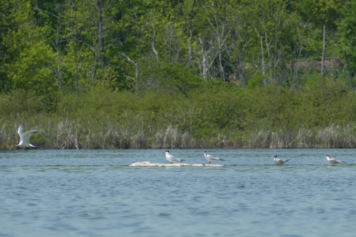 Caspian Tern - Janis Grant