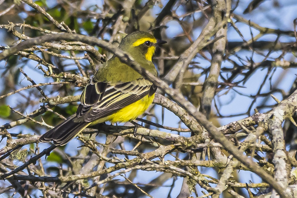 Moucherolle à sourcils jaunes - ML619498982