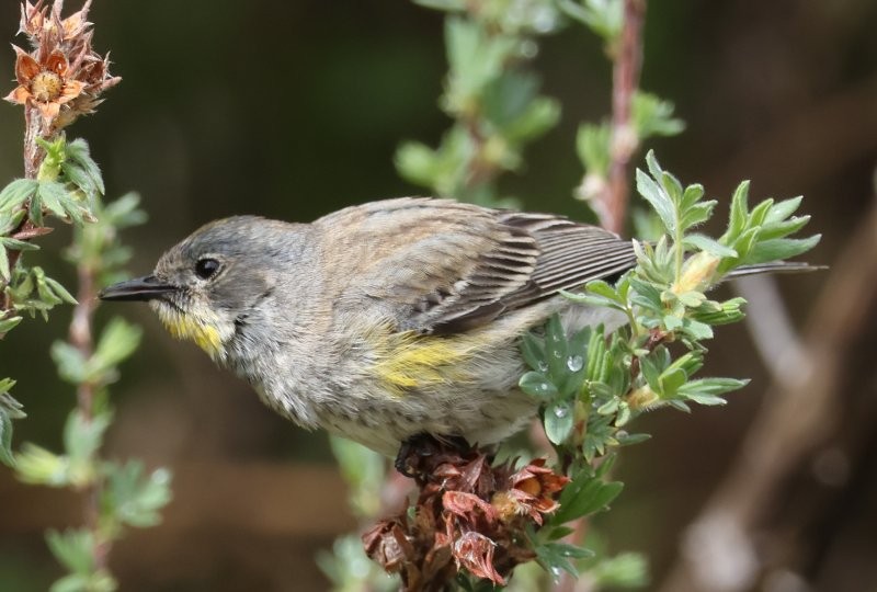 Yellow-rumped Warbler - Scott Jubinville