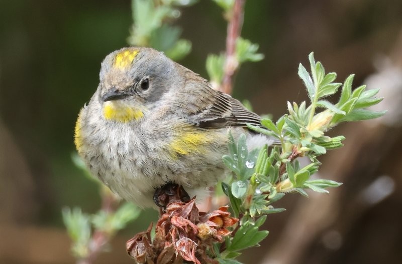 Yellow-rumped Warbler - Scott Jubinville