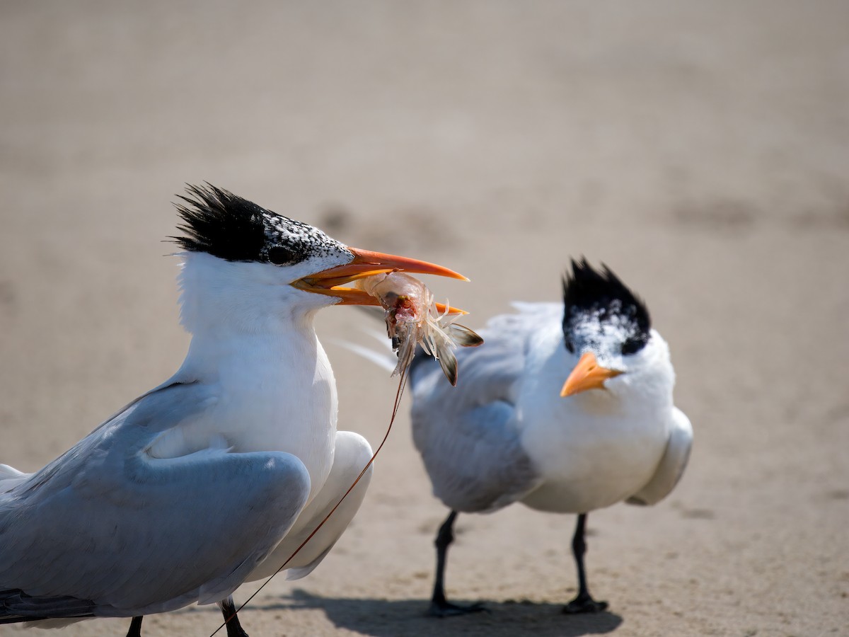 Royal Tern - Cin-Ty Lee