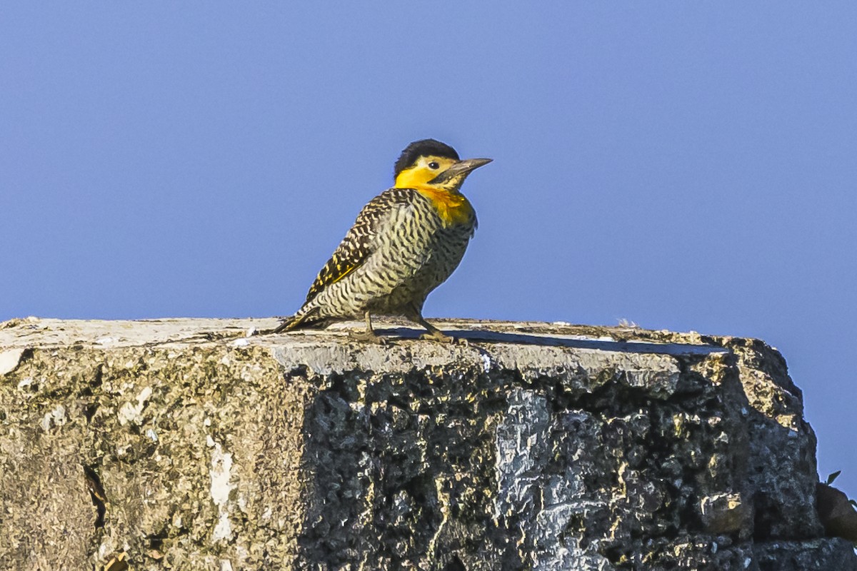 Campo Flicker - Amed Hernández