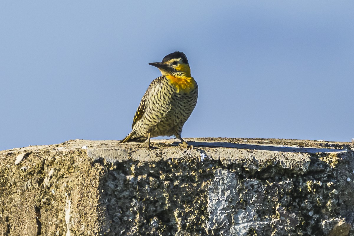 Campo Flicker - Amed Hernández