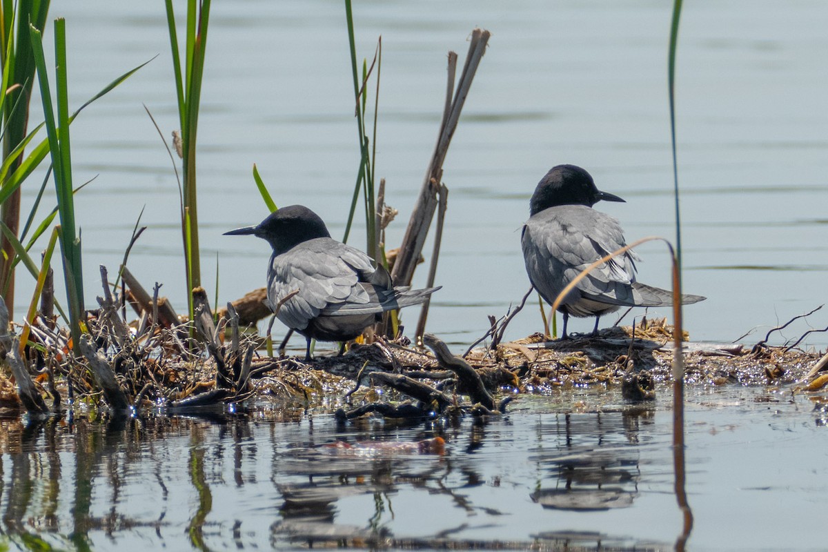 Black Tern - Janis Grant