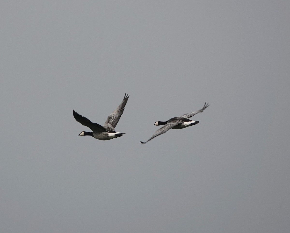 Barnacle Goose - Nick Addey