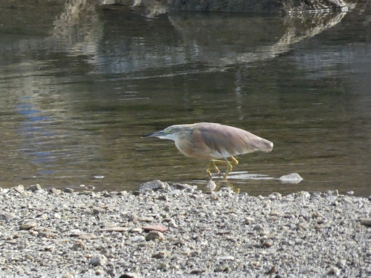 Squacco Heron - Kathy Woolsey