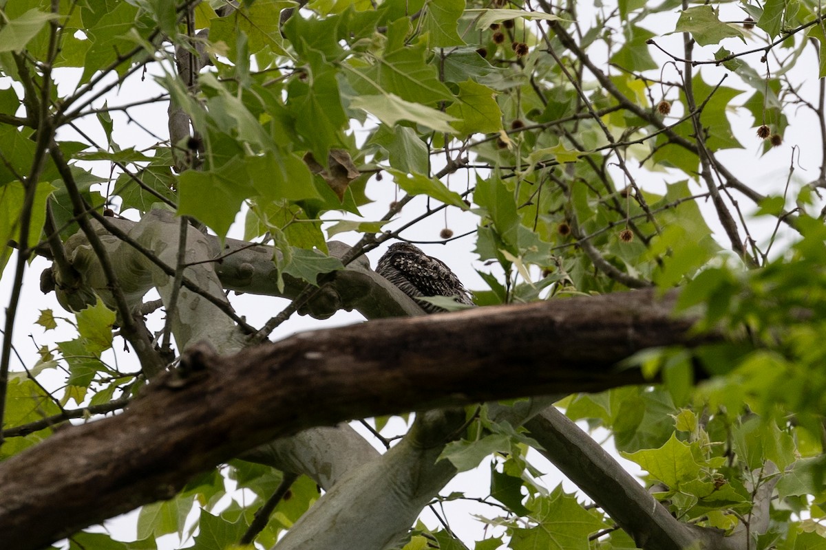 Common Nighthawk - Lu C.