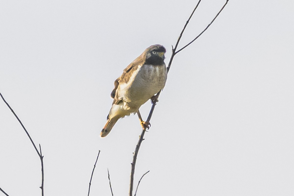 Roadside Hawk - Amed Hernández