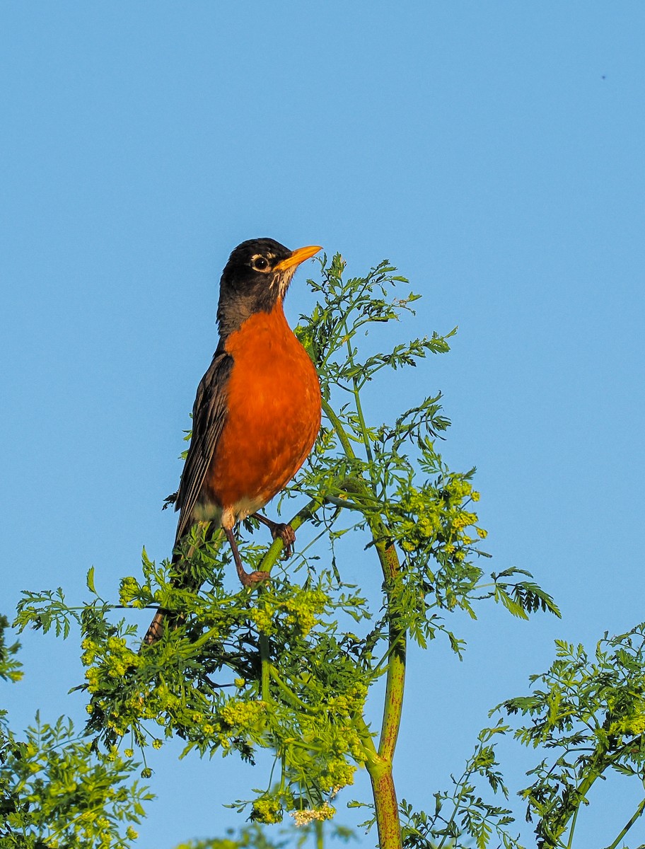 American Robin - Jeanne Stoddard