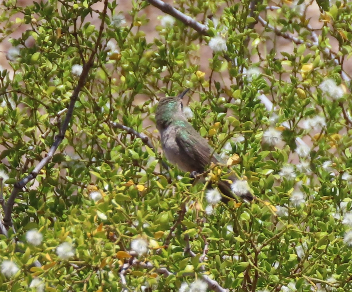 hummingbird sp. - ML619499044