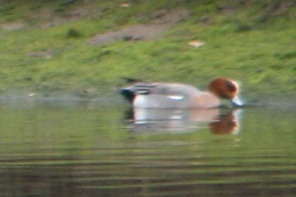 Зээрд нугас - ML619499047