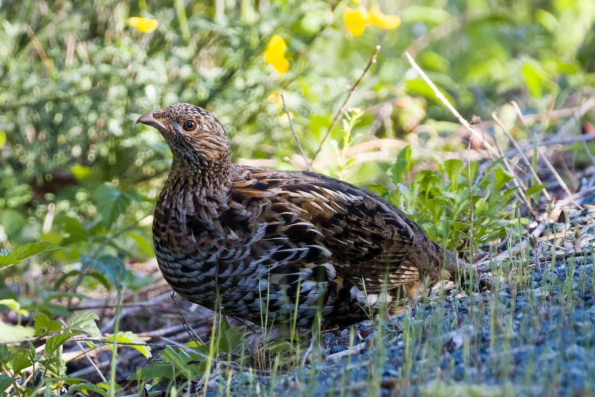 Sooty Grouse - Les Peterson