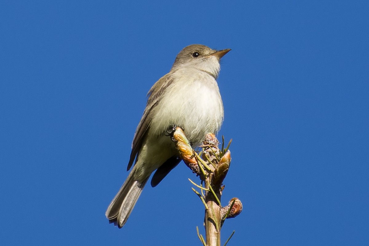 Willow Flycatcher - Les Peterson