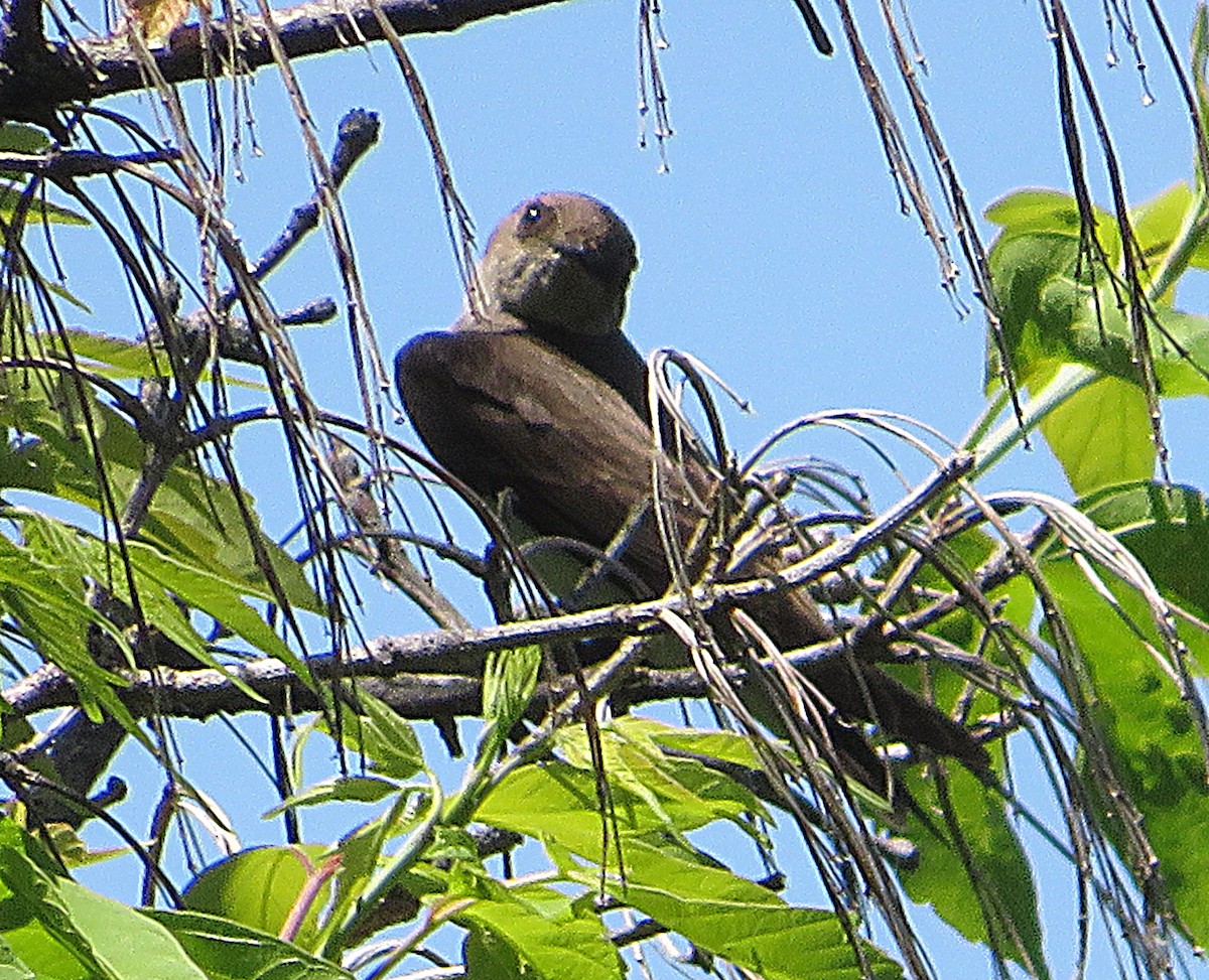 Northern Rough-winged Swallow - Marianne Friers