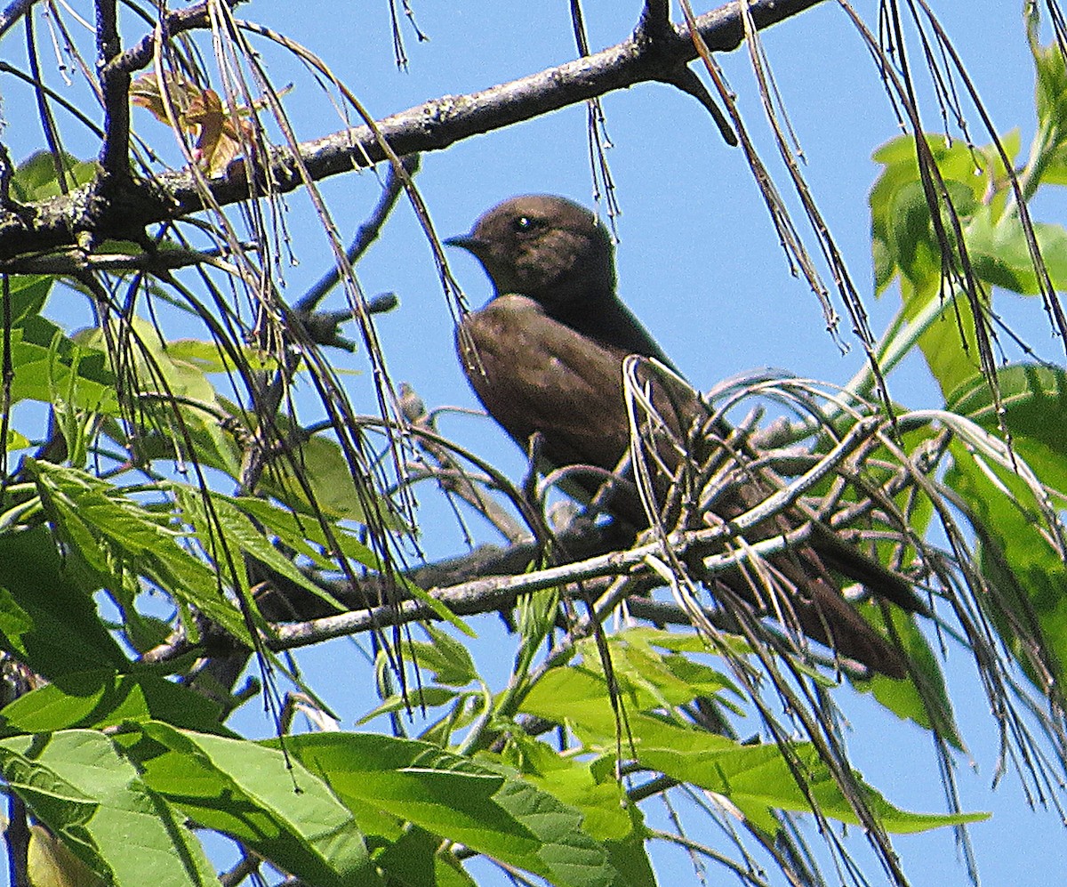 Northern Rough-winged Swallow - Marianne Friers