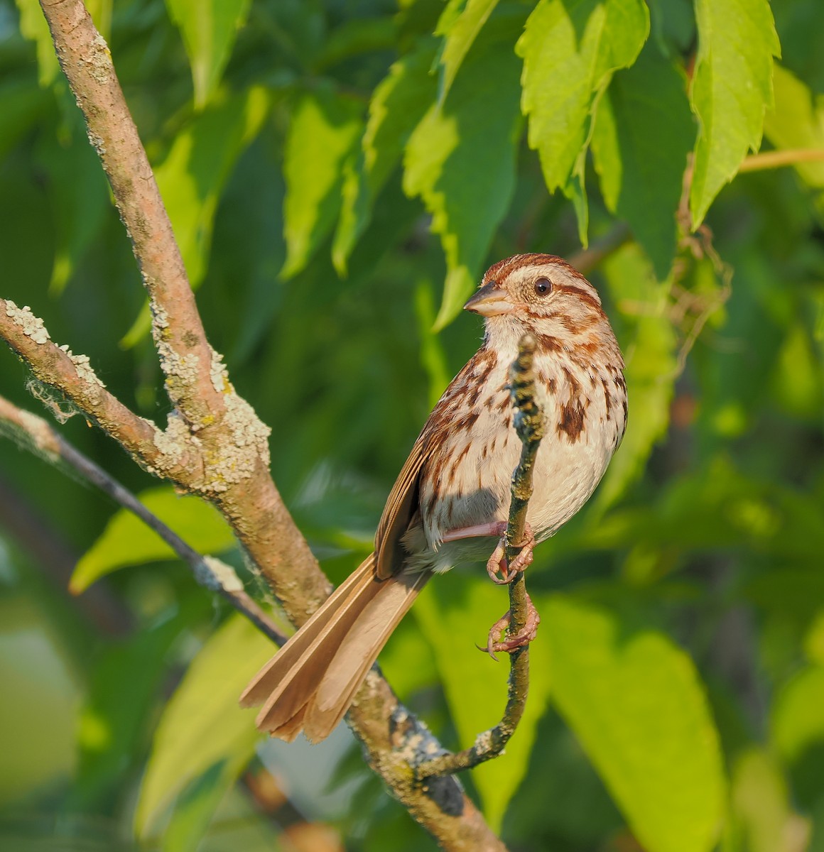 Song Sparrow - Jeanne Stoddard