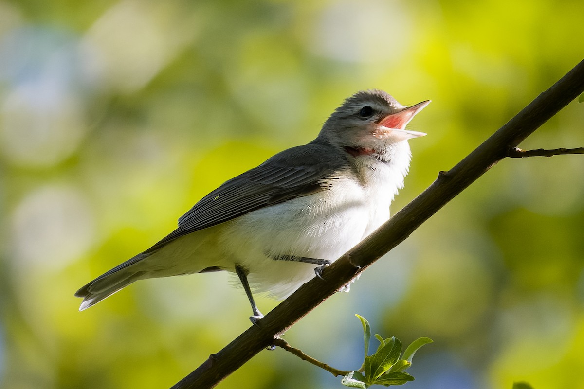 Warbling Vireo - Les Peterson