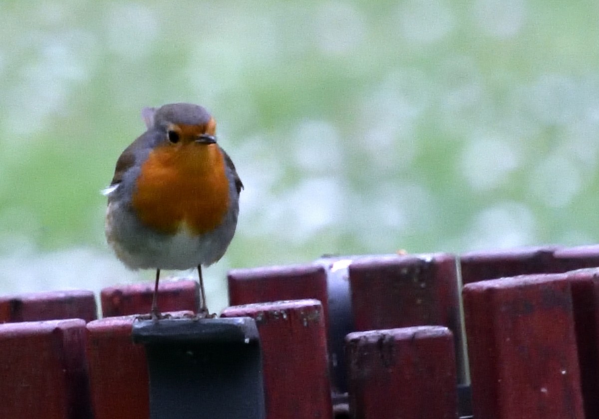 European Robin - Mu Sano