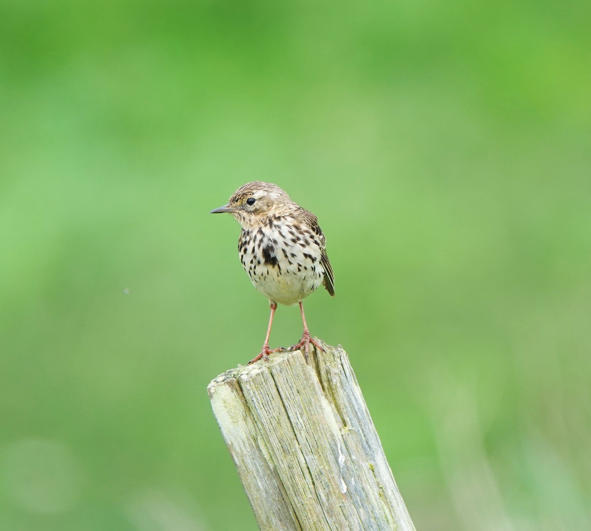 Meadow Pipit - Nick Addey