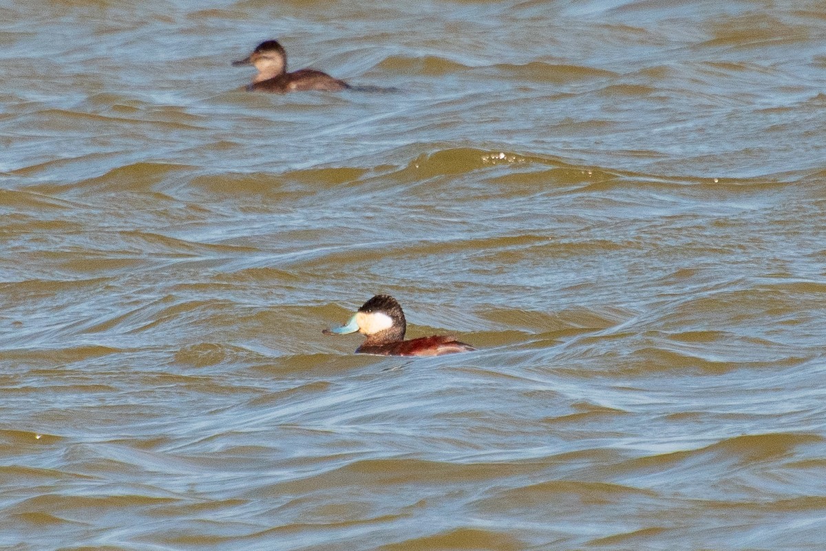 Ruddy Duck - Dawn S