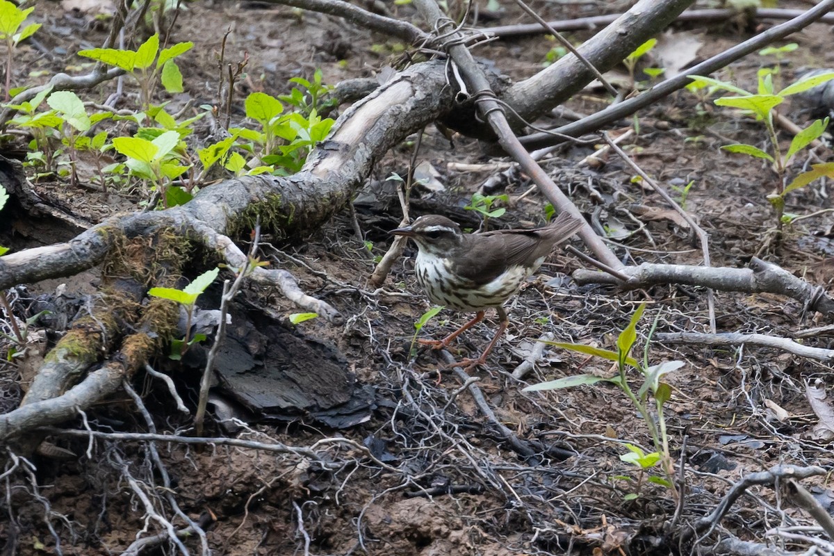 Louisiana Waterthrush - Lu C.