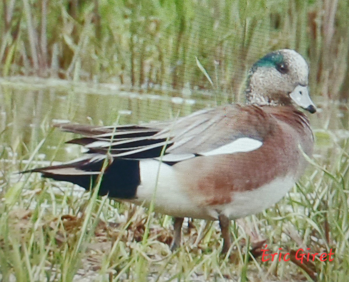 American Wigeon - Éric giret