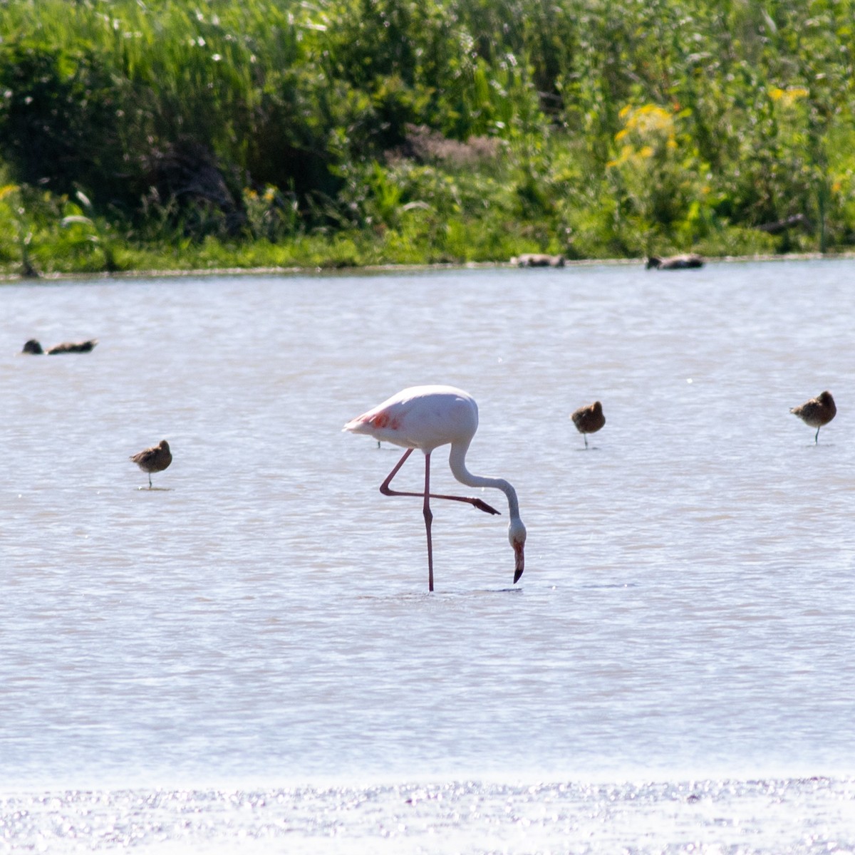 Greater Flamingo - Hubertus Irth