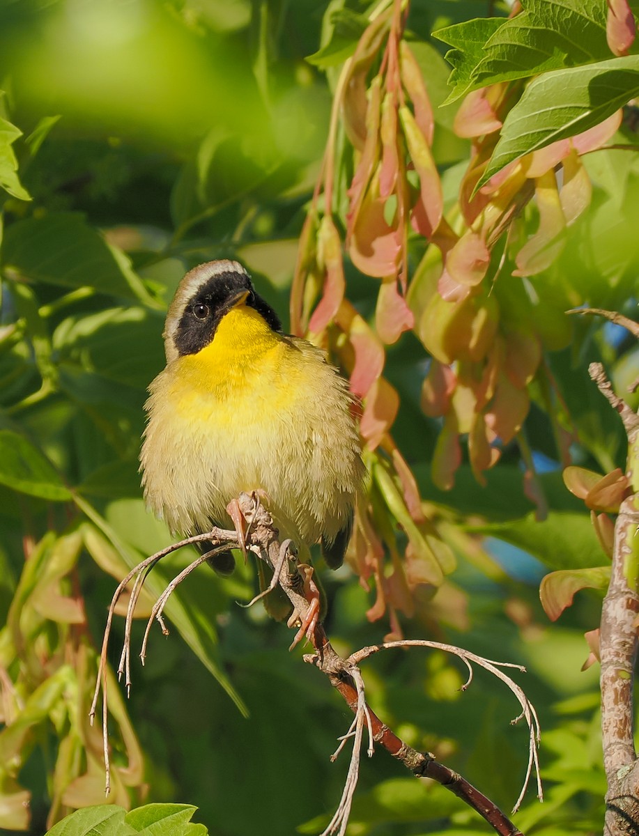 Common Yellowthroat - Jeanne Stoddard