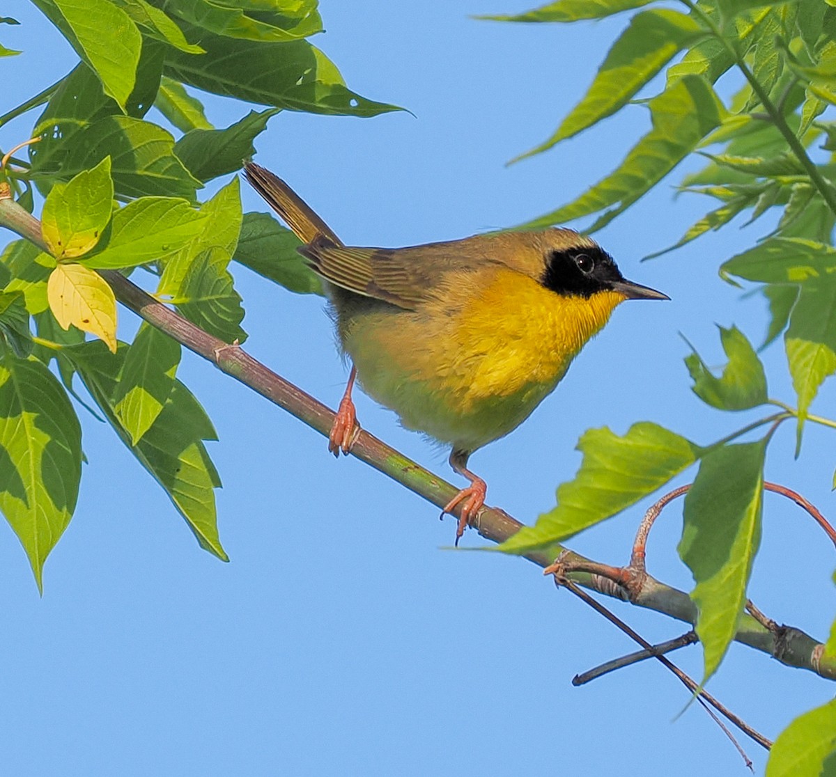 Common Yellowthroat - Jeanne Stoddard