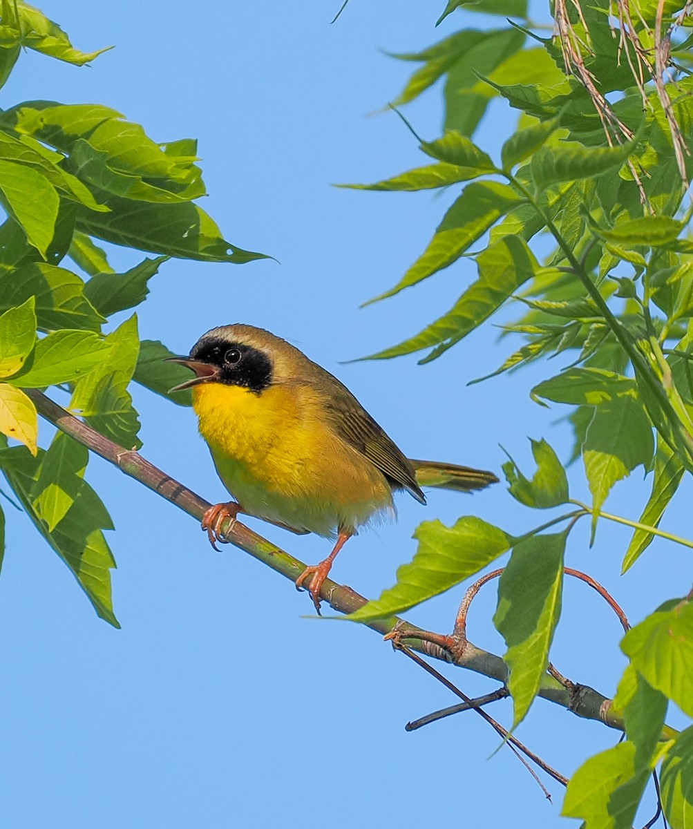 Common Yellowthroat - Jeanne Stoddard