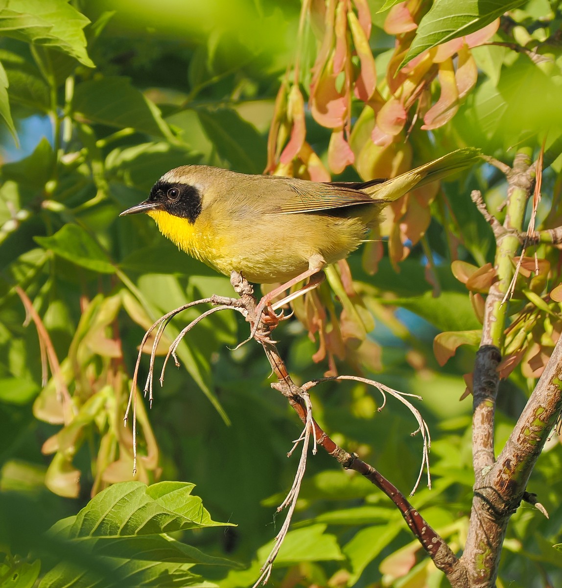 Common Yellowthroat - Jeanne Stoddard