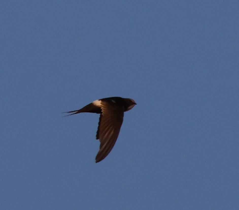 White-rumped Swift - Faustino Chamizo Ragel