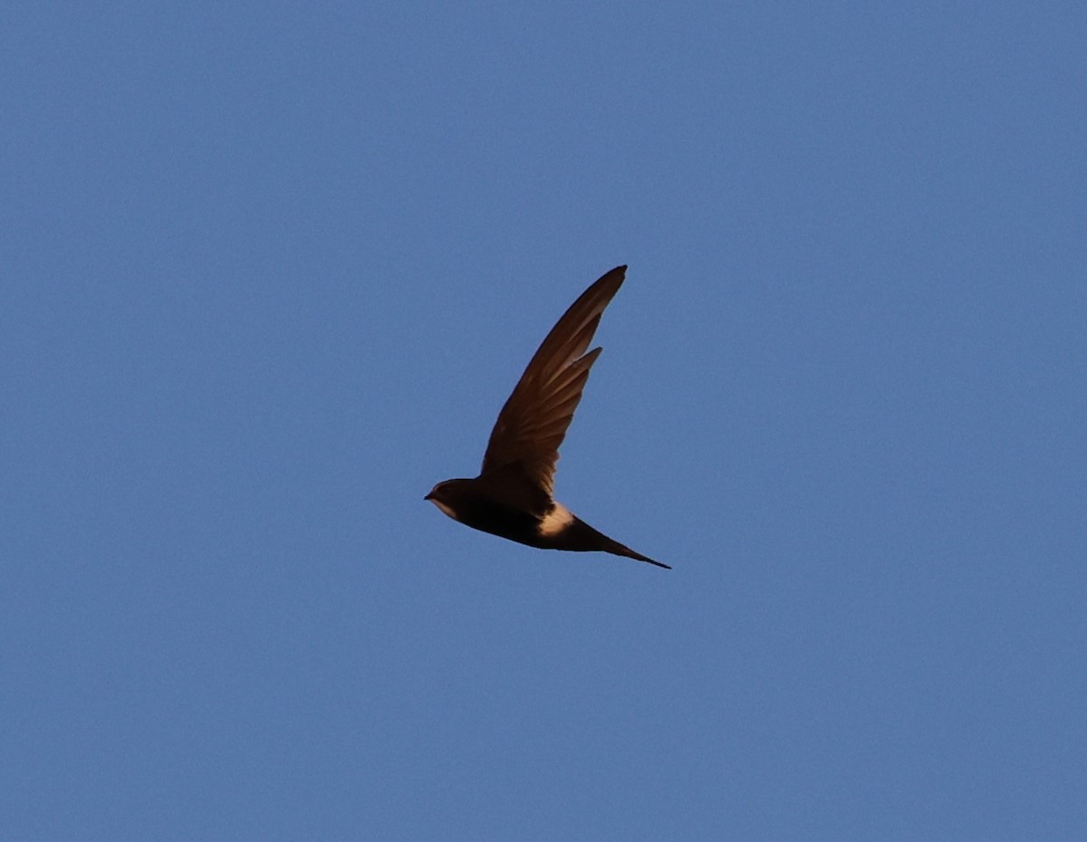 White-rumped Swift - Faustino Chamizo Ragel