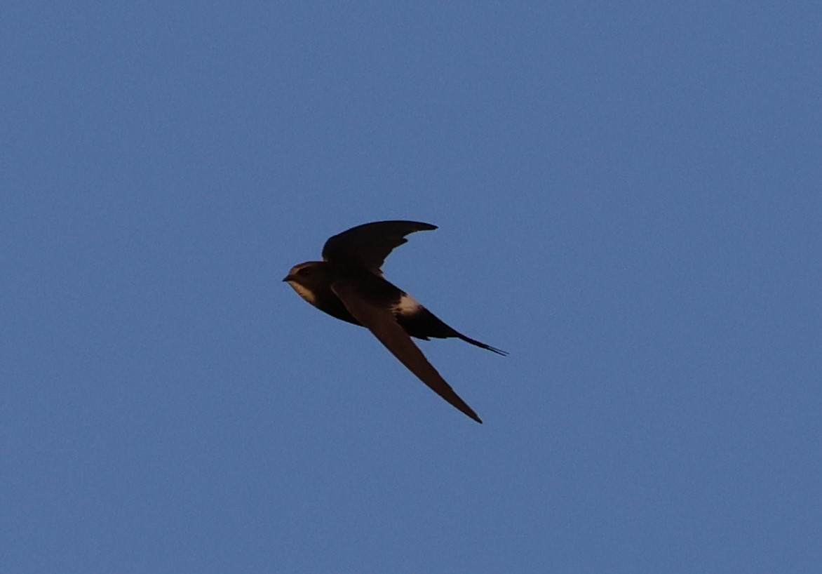 White-rumped Swift - Faustino Chamizo Ragel