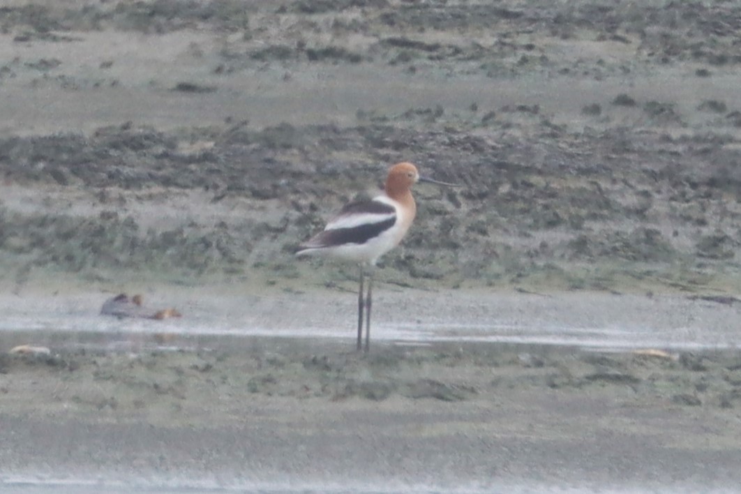 Avocette d'Amérique - ML619499097